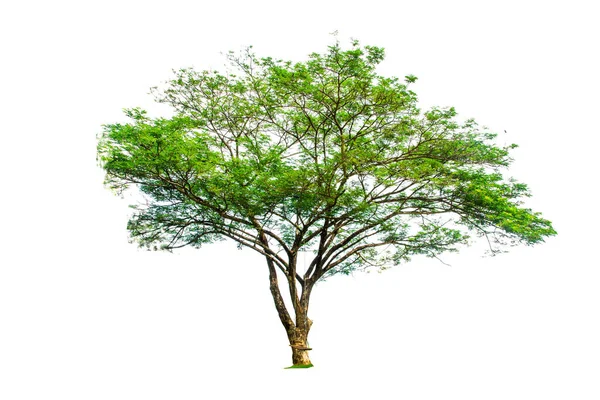 Tropikalne Drzewa Tajlandii Białym Tle — Zdjęcie stockowe
