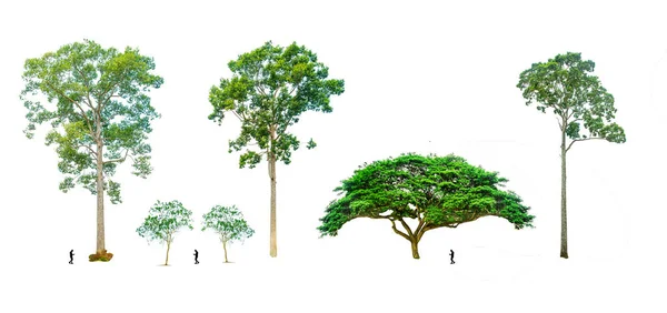 Árvores Tropicais Tailândia Sobre Fundo Branco — Fotografia de Stock