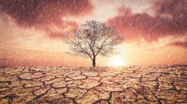Resim kuraklığın, çatlamış toprağın ve mevsimsel yağmurun etkilerini gösteriyor. Küresel ısınma yüzünden. küresel ısınma kavramı