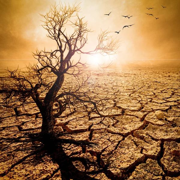 Foto Toont Het Effect Van Droogte Gebarsten Grond Geen Seizoensregen — Stockfoto