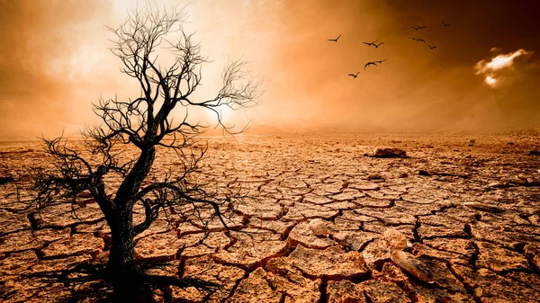 Picture Shows Effect Drought Cracked Soil Seasonal Rain Because Caused — Stock Photo, Image