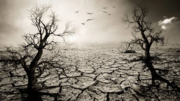 Picture Shows Effect Drought Cracked Soil Seasonal Rain Because Caused — Stock Photo, Image