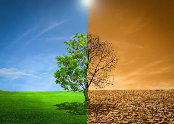 stock image The picture shows the effect of drought, cracked soil, no seasonal rain. Because caused by global warming. global warming concept