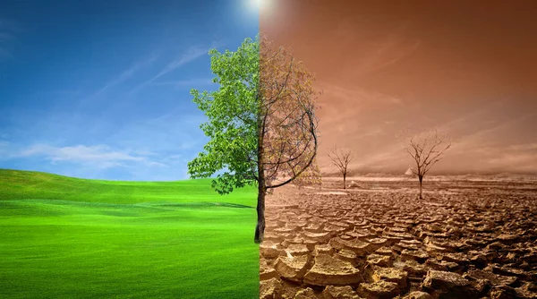 Picture Shows Effect Drought Cracked Soil Seasonal Rain Because Caused — Stock Photo, Image
