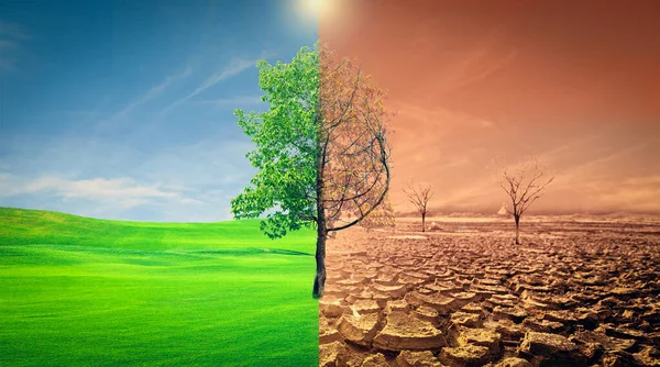 Picture Shows Effect Drought Cracked Soil Seasonal Rain Because Caused — Stock Photo, Image