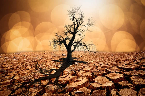 Foto Toont Het Effect Van Droogte Gebarsten Grond Geen Seizoensregen — Stockfoto