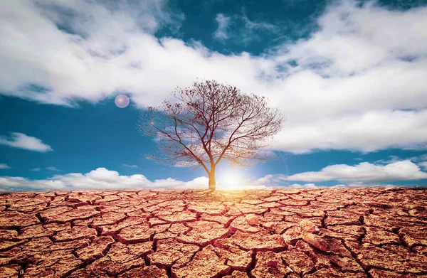Das Bild Zeigt Die Auswirkungen Von Trockenheit Rissigem Boden Kein — Stockfoto
