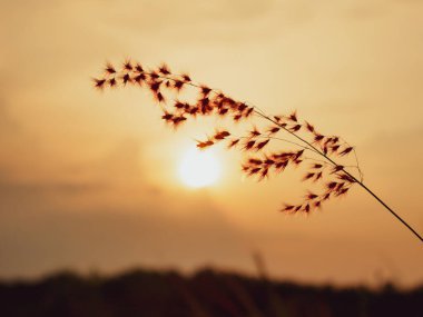 Gün doğarken çimenler üzerinde. Yaz mevsiminde tarım arazisi. Soyut bahar arkaplanı veya taze çimenli yaz arkaplanı