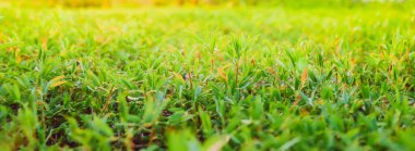 Gün doğarken çimenler üzerinde. Yaz mevsiminde tarım arazisi. Soyut bahar arkaplanı veya taze çimenli yaz arkaplanı