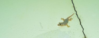 Evin duvarında bir kertenkele var. Beton duvarda büyüyen kuyruklu bir kertenkele. Kaba ve tahıllı bir duvar kertenkelesi