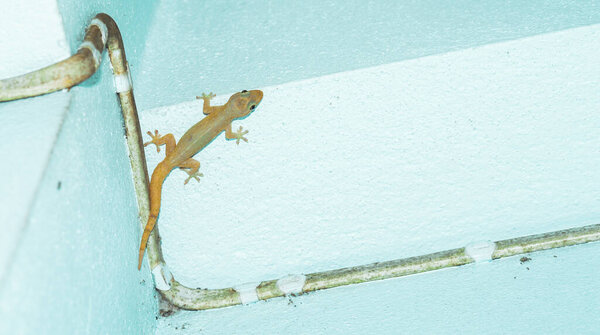 Domestic gecko on the house wall. A lizard with a tail just growing on a concrete wall. wall-lizard with rough and grain bady