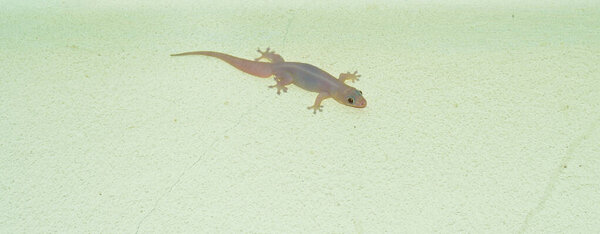 Domestic gecko on the house wall. A lizard with a tail just growing on a concrete wall. wall-lizard with rough and grain bady