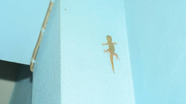 Gecko Doméstico Parede Casa Lagarto Com Cauda Crescer Numa Parede — Fotografia de Stock