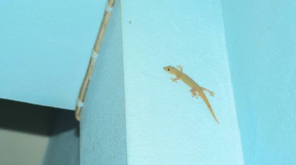 Gecko Doméstico Parede Casa Lagarto Com Cauda Crescer Numa Parede — Fotografia de Stock