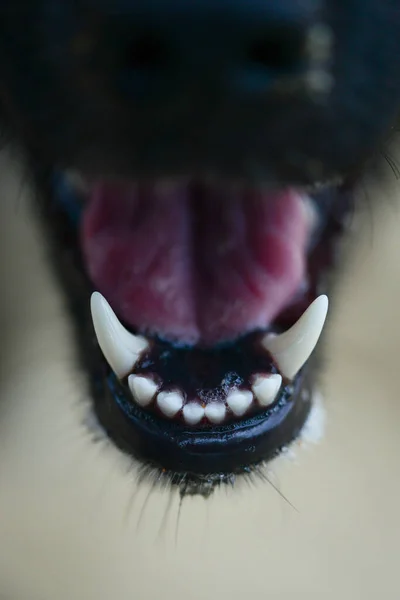 Κλείσιμο Ενός Κεφαλιού Ανοιχτό Στόμα Του Σκύλου — Φωτογραφία Αρχείου