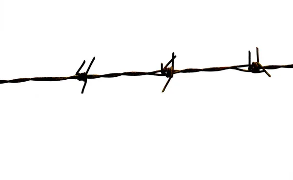 Barbed Wire Isolated White Background — Stock Photo, Image