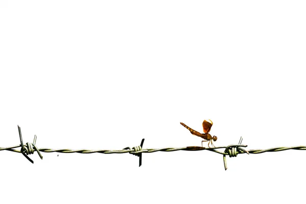 Fil Barbelé Avec Insecte Isolé Sur Fond Blanc — Photo