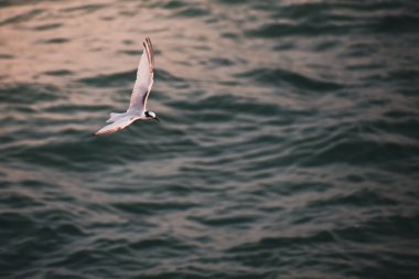 Güzel kuş deniz dalgaları üzerinde uçuyor