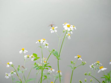 Vahşi papatyalar, yakın çekim.