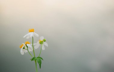 Vahşi papatyalar, yakın çekim.