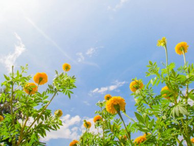 Mavi gökyüzünün altında açan portakal çiçekleri, yakın çekim