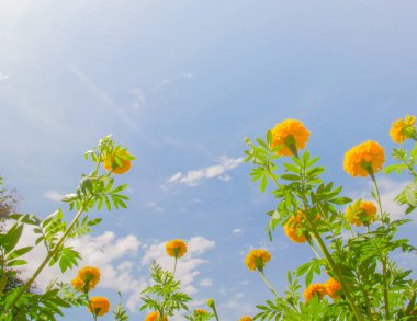 Mavi gökyüzünün altında açan portakal çiçekleri, yakın çekim