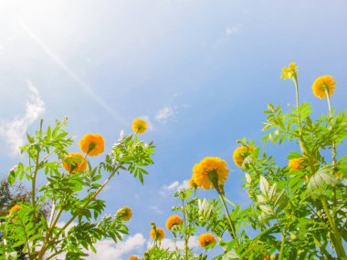 Mavi gökyüzünün altında açan portakal çiçekleri, yakın çekim