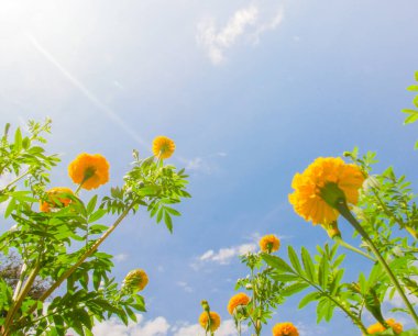 Mavi gökyüzünün altında açan portakal çiçekleri, yakın çekim