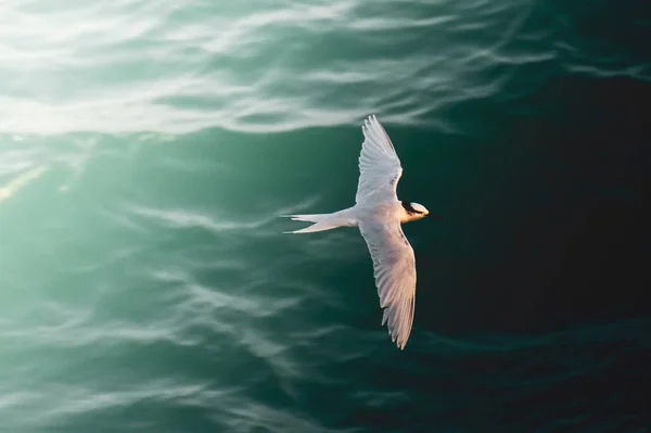 Mooie Vogel Vliegen Zee Golven — Stockfoto