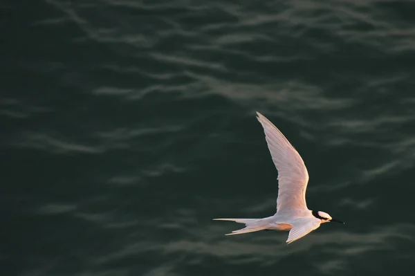 Magnifique Oiseau Volant Dessus Des Vagues — Photo