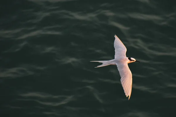 Vacker Fågel Flyger Över Havet Vågor — Stockfoto