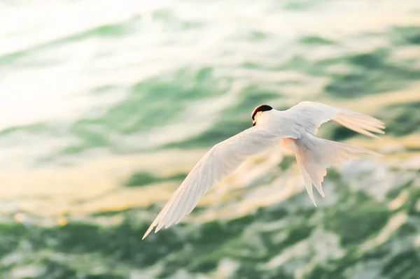 Mooie Vogel Vliegen Zee Golven — Stockfoto