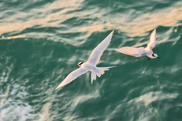 Belos Pássaros Voando Sobre Ondas Mar — Fotografia de Stock