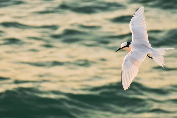 Krásný Pták Létající Nad Mořskými Vlnami — Stock fotografie