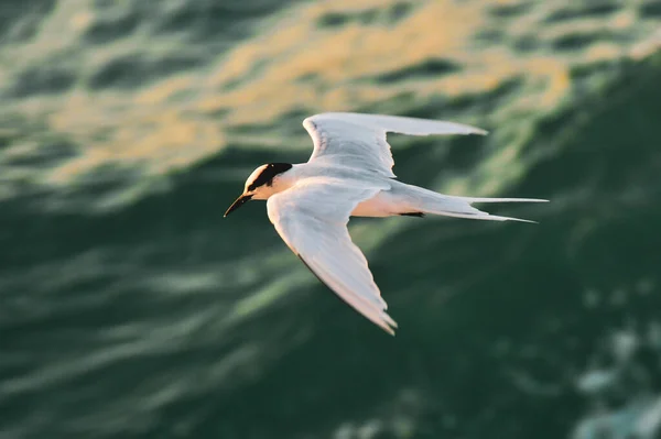 Hermoso Pájaro Volando Sobre Olas Marinas — Foto de Stock