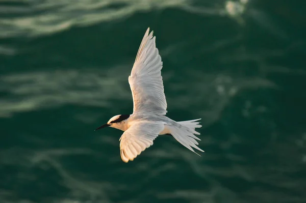 Mooie Vogel Vliegen Zee Golven — Stockfoto