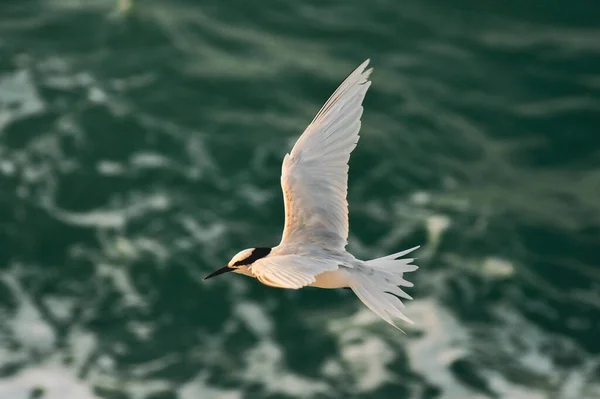 Bellissimo Uccello Che Vola Sopra Onde Del Mare — Foto Stock