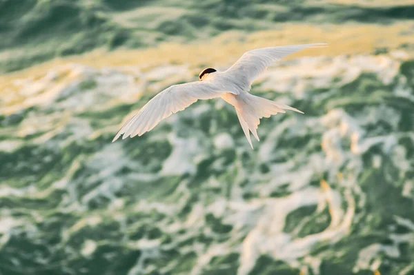 Bellissimo Uccello Che Vola Sopra Onde Del Mare — Foto Stock