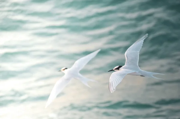 Hermosas Aves Volando Sobre Olas Marinas —  Fotos de Stock