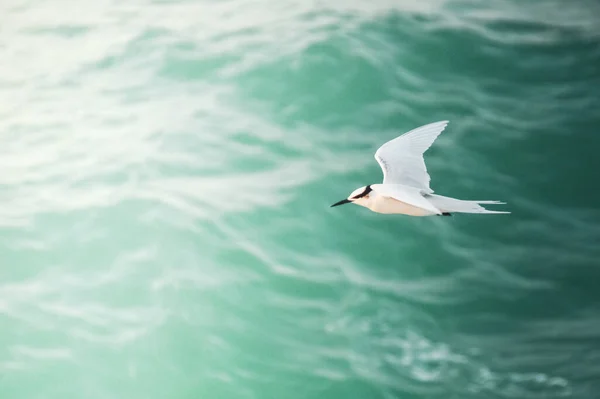 Vacker Fågel Flyger Över Havet Vågor — Stockfoto