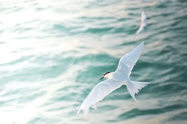 Όμορφο Πουλί Που Πετά Πάνω Από Κύματα Θάλασσας — Φωτογραφία Αρχείου