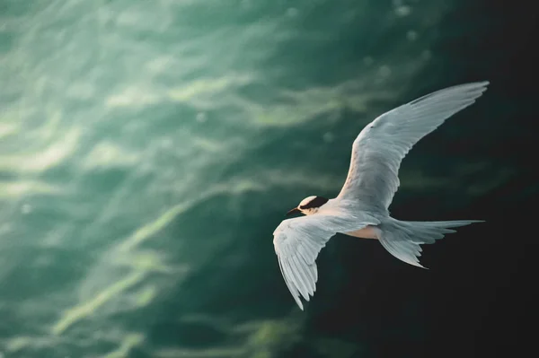 Mooie Vogel Vliegen Zee Golven — Stockfoto