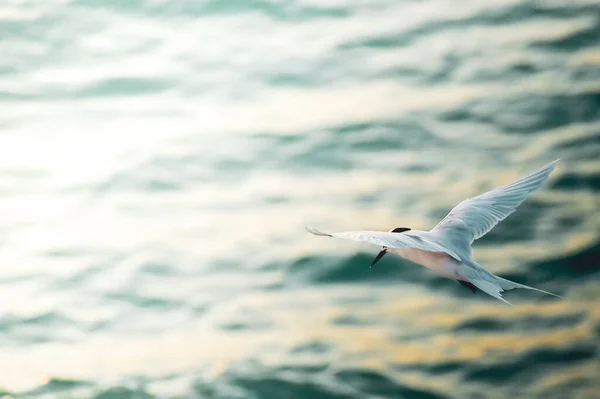 Bellissimo Uccello Che Vola Sopra Onde Del Mare — Foto Stock