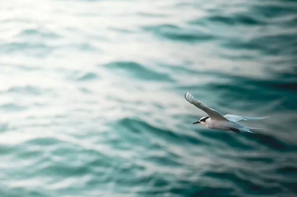 美丽的小鸟飞越海浪 — 图库照片