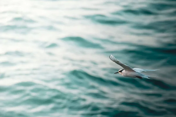 Bellissimo Uccello Che Vola Sopra Onde Del Mare — Foto Stock