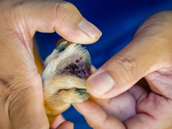 Ανθρώπινα Χέρια Δείχνουν Παράσιτα Στο Μέρος Του Σώματος Του Σκύλου — Φωτογραφία Αρχείου