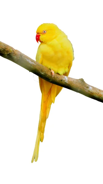 Κίτρινος Παπαγάλος Απομονωμένος Λευκό Φόντο — Φωτογραφία Αρχείου