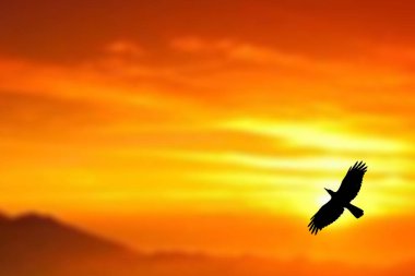 Güzel günbatımı gökyüzünde uçan kuş silueti