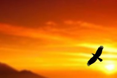Güzel günbatımı gökyüzünde uçan kuş silueti