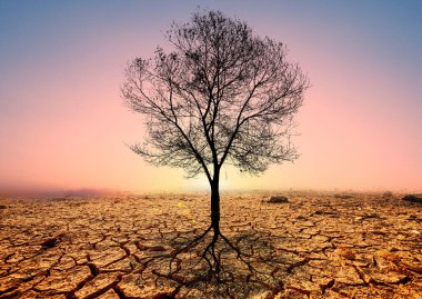 Çatlamış topraklarda çıplak ağaçların olduğu sahne